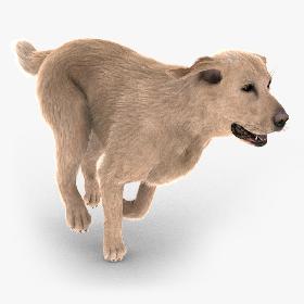 Labrador Retriever (FUR)